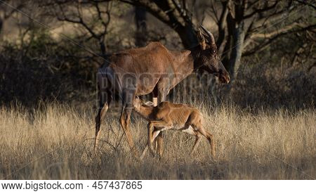 Tsessebe ( Damaliscus Lunatus) Mokala National Park, South Africa