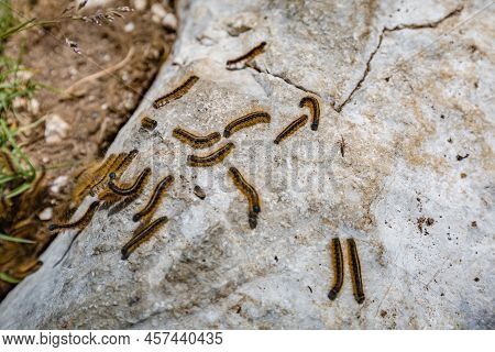 Mountain Hiking Trail Road. Beautiful Nature. Close Up Of Eastern Tent Caterpillar (malacosoma Ameri