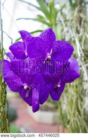 Brilliant Purple Vanda Orchid In Bloom In A Greenhouse