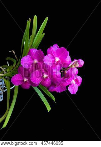 Pink Vanda Orchid Against A Black Background
