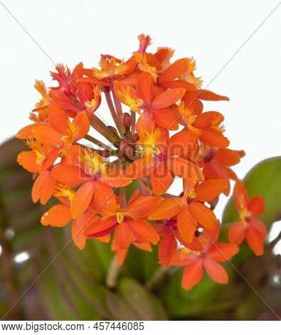 Orange epidendrum orchid against a white background