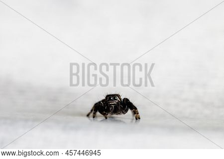Hyllus Semicupreus Jumping Spider. Small Jumping Spider