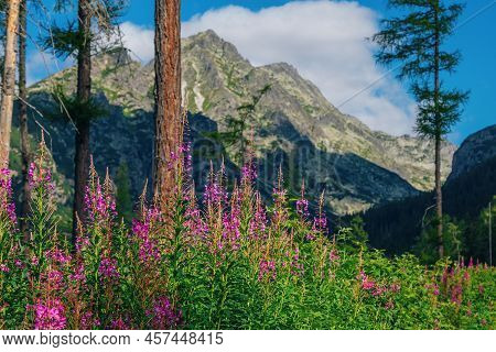 Beautiful Summer Landscape - High Tatras Mountains, Lush Forest, Pink Fireweed Or Elobium Flowers An