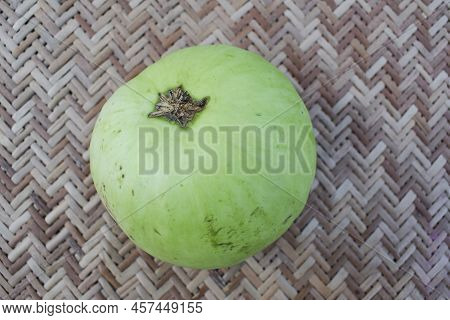 Round Bottlegourd Vegetable In Hand. Indian Asian Sphere Shaped Organic Squash Plucked