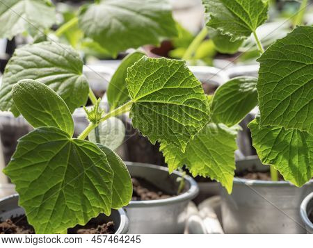 Green Seedlings Of Cucumbers On The Windowsill. Green Leaves Reflect The Sun. Growing Vegetables. Se