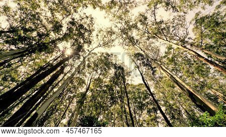 Beautiful Ant View Of Eucalyptus Trees In Forest And With Bright Sunlight Background In Sky At Gudal