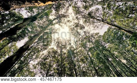 Beautiful Ant View Of Eucalyptus Trees In Forest And With Bright Sunlight Background In Sky At Gudal