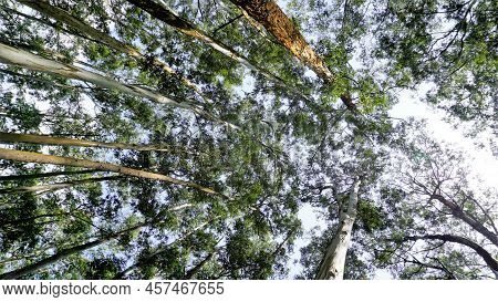 Beautiful Ant View Of Eucalyptus Trees In Forest And With Clear Sky Background In Sky At Gudalur To