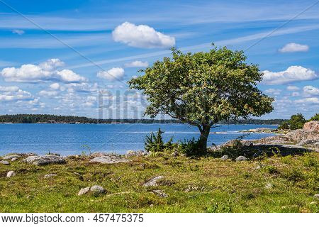 Landscape With Rocks And Tree On The Island Sladö In Sweden.
