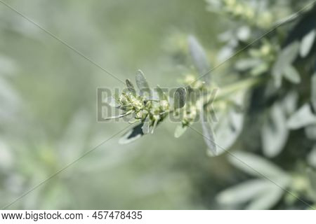Common Wormwood Flower Buds In The Garden
