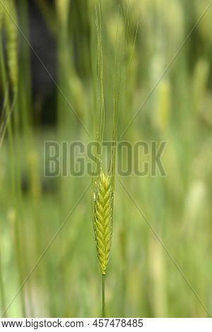 Einkorn Wheat Seeds In The Field In Summer