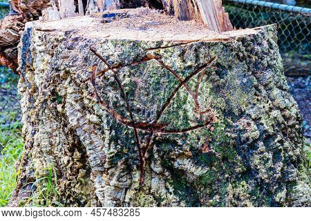 Anti Establishment Tree Vandalism In Melbourne Australia