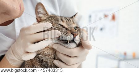 Professional Veterinarian Examining Cat's Teeth In Clinic, Closeup. Banner Design