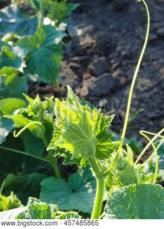 Young Green Cucumber Sprouts In The Ground. Cucumber Shoots. Green Shoots Of Cucumber Leaves With Ye