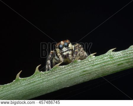 Cute Little Brown Jumping Spider On The Thistly Leaf