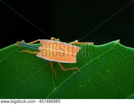 Green Bug Nymph On The Edge Of Leaf