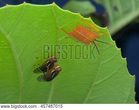 Signal Fly Mating Near The Green Bug Nymph Under The Leaf