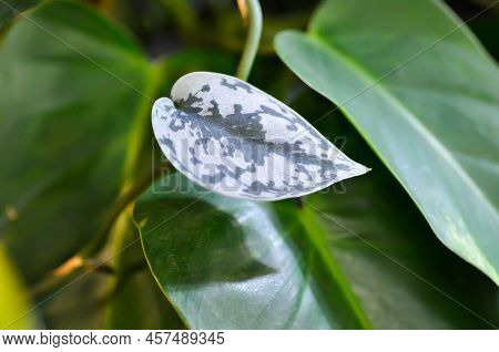 Satin Pothos, Silver Hilodendron Or Scindapsus Pictus Hassk Or Argyreus Plant