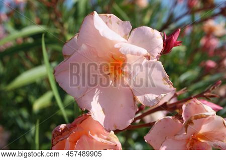 Flower Head Of Oleander Or Nerium (nerium Oleander), Greece, Halkidiki