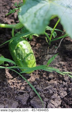 Сucumber In The Garden. Close Up View