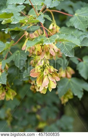Winged Sycamore Maple Seeds With Green Summer Foliage. Acer Pseudoplatanus