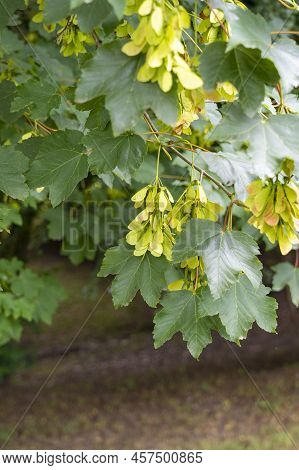 Winged Seeds Of Sycamore Maple. Acer Pseudoplatanus