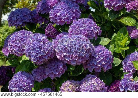 Purple Hydrangea Macrophylla Flower Heads Closeup. Hortensia Flowering Plant In The Sunny Garden.