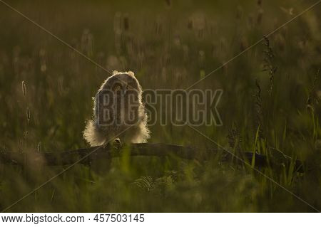 A Baby Bird Of Long-eared Owl Asio Otus On Flowering Meadow In Towards Evening.