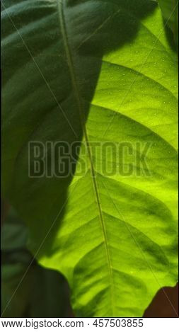 A Bright Green Lemon Leaf On Which The Shadow Of The Stem Falls. Close-up On A Green Lemon Leaf, Thr