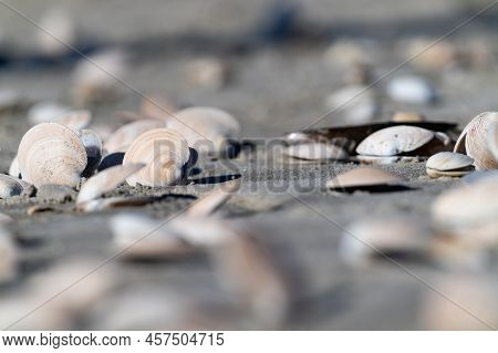 Seashells On Seashore Randomly Washed Up On Beach At Mount Maunganui.