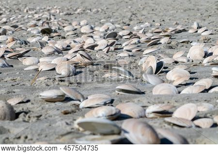 Seashells On Seashore Randomly Washed Up On Beach At Mount Maunganui.