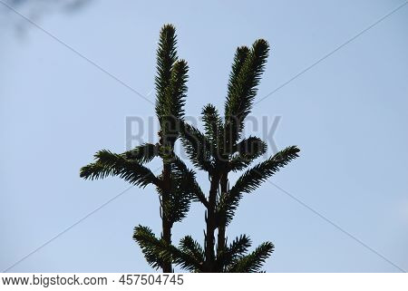 Evergreen Spruce Needles On Thin Branches. Close-up On Long Emerald Spruce Needles Growing On Brown 