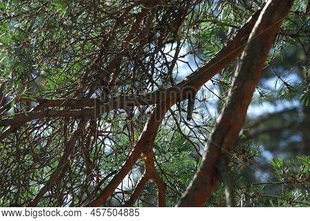 Part Of A Thick Growing Pine Branch. A Pine Branch With Bark Of Different Shades Of Brown, Against A