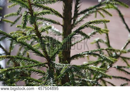 Evergreen Spruce Needles On Thin Branches. Close-up On Long Emerald Spruce Needles Growing On Thin B