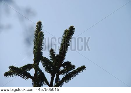 Evergreen Spruce Needles On Thin Branches. Close-up On Long Emerald Spruce Needles Growing On Brown 