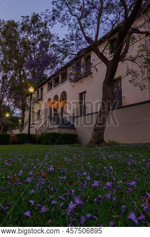 Los Angeles, Ca - June 19 2021: Jacaranda Blossoms Sprinkle The Ground At Occidental College
