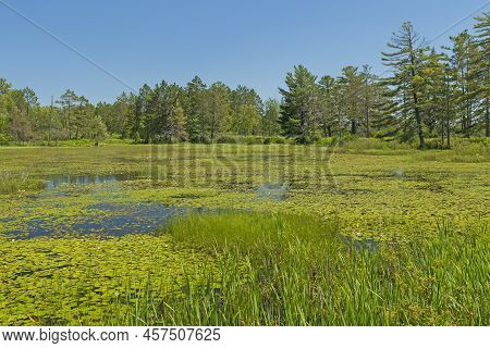 Lily Pad Covering A North Woods Wetland In The Seney Wildlife Refuge In Michigan