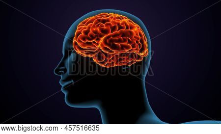 3d Illustration Of  Human Body Brain Anatomy