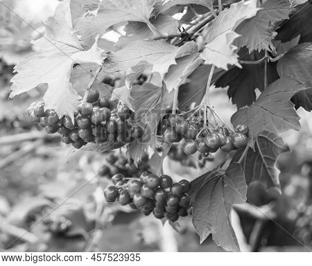 Photography On Theme Beautiful Sour Berry Viburnum