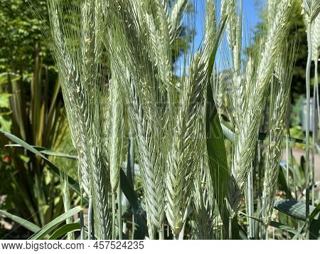Durum Wheat (triticum Durum), Hard Wheat, Der Hartweizen, Durumweizen, Glasweizen Oder Hart-weizen (