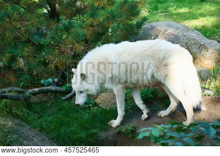 Polar Wolf Standing On A Meadow With White Fur. Shy Predator Among Mammals. Animal Photo From Nature
