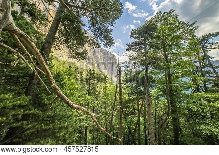 Views Of The Great Cliffs Among The Forest N The Ordesa And Monte Perdido National Park.