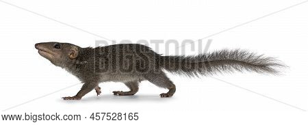 Northern Treeshrew Aka Tapaia Belangeri, Walking Side Ways Showing Tail. Looking Away From Camera Sh
