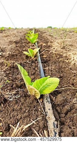 Drip Irrigation Of Tobacco On The Field