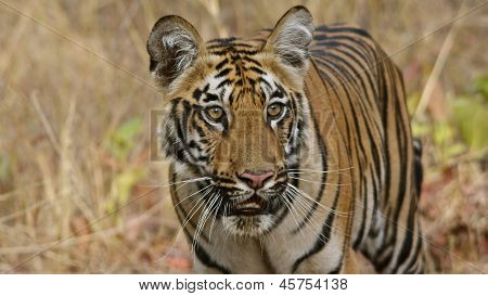 Tiger cub