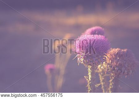 Blooming (flowering) Thistle. Soft View And Background With Cotton Thistle (onopordum Acanthium).