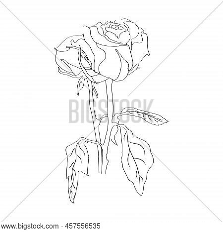 Beautiful Flower On White Background. Black Color Line Art Rose