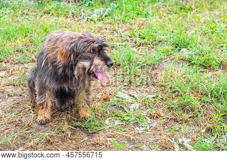 A Shaggy Dog Sits On The Grass With His Tongue Out, Looking To The Side. Violation Of Thermoregulati