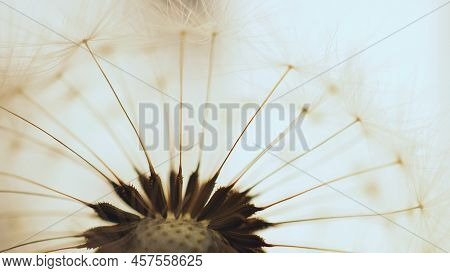 Dandelion Head With Parachutes Closeup. Light Floral Picture. Airy And Fluffy Summer Illustration Wi