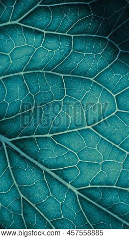 Plant Leaf Closeup. Mosaic Pattern Of  Cells And Veins. Blue-green Mobile Phone Wallpaper. Abstract 